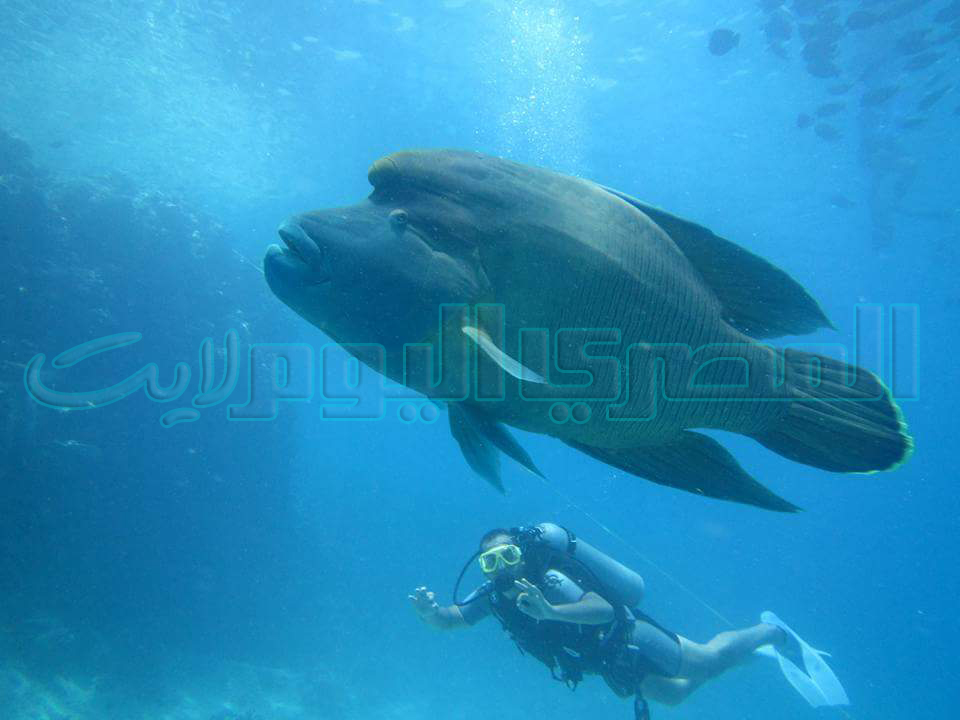 FB_IMG_1461565821121