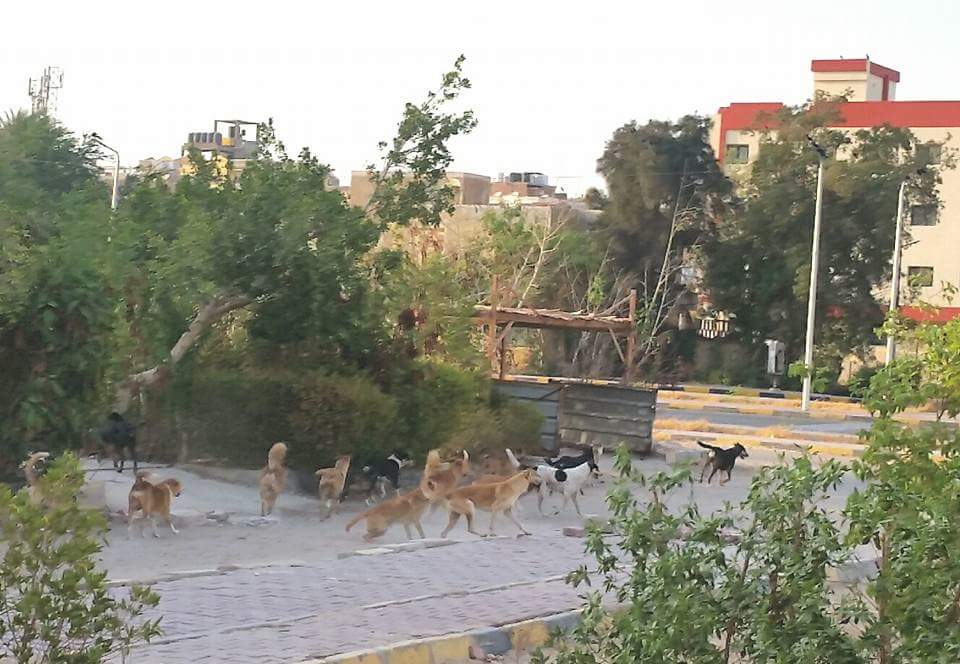 FB_IMG_1502297740465