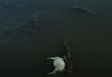 لقطات مروعة تظهر 20 تمساحًا عملاقًا تفترس بقرة