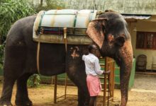 ◄|شاهد| لحظة مفجعة.. فيل يودع مدربه بعد وفاته بـ السرطان