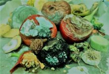 6 أطعمة يمكنك أكلها بعد ظهور العفن عليها...تعرف عليها