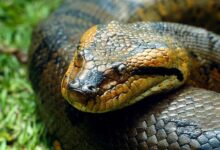 بالفيديو: أفعي سوداء يتحول جلدها لألوان قوس قرح في أشعة الشمس