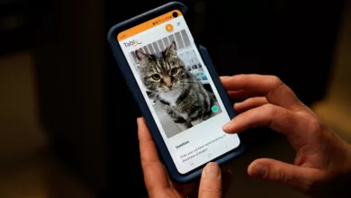 «حزينة أم سعيدة».. تطبيق جديد يكشف عن الحالة المزاجية للقطط