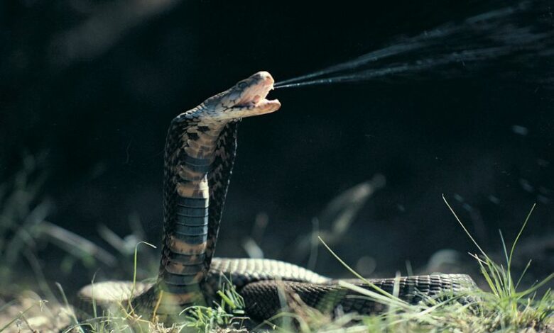 أثناء تحضيره الحساء ..كوبرا تلدغ طباخًا لدغة مميتة بعد قطع رأسها بـ20 دقيقة