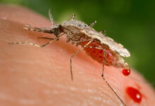 من بينها الحامل وطويل القامة.. لماذا يلدغ البعوض بعض الناس أكثر من غيرهم؟