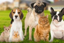 إذا كان حيوانك الأليف يعاني من مشاكل بسبب حرارة الصيف.. إليك 6 حلول منزلية