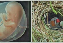 الطيور تشترك في هذه الصفة مع البشر بمرحلة نمو الجنين.. دراسة تكشف