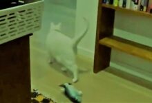 قطة تتنبأ بزلزال قبل ثوان من وقوعه