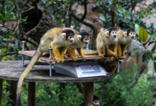 لقياس الوزن والطول.. حديقة حيوان تتحايل على القرود والبطاريق بهذه الطريقة (صور)