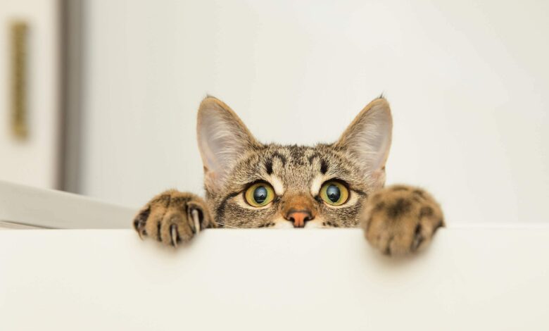 اسمها "ميداس".. قطة بأربع آذان تثير ضجة على السوشيال ميديا (فيديو)