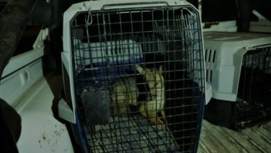 كلب كان في الواقع ثعلبًا