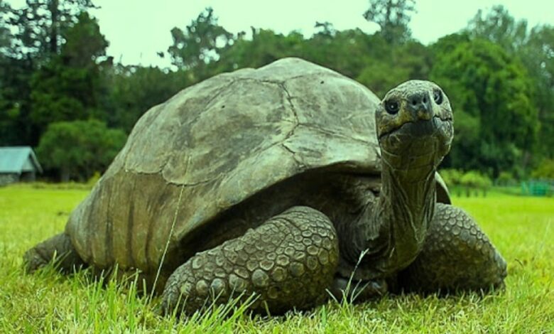 أقدم حيوان بري في العالم