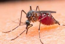 لتجنب البعوض…ابتعد عن هذه الألوان