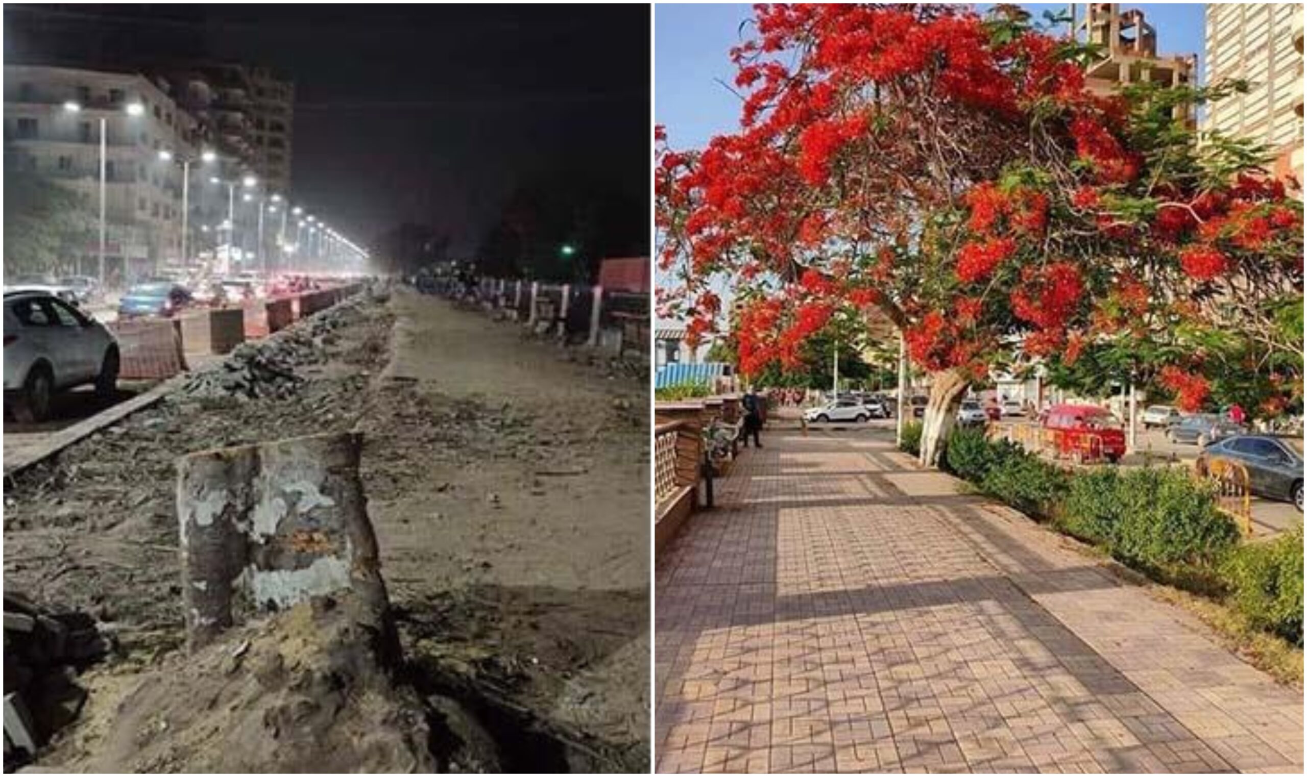8 فوائد نخسرها من قطع الأشجار: خافض طبيعي للحرارة وتقلل فاتورة الكهرباء